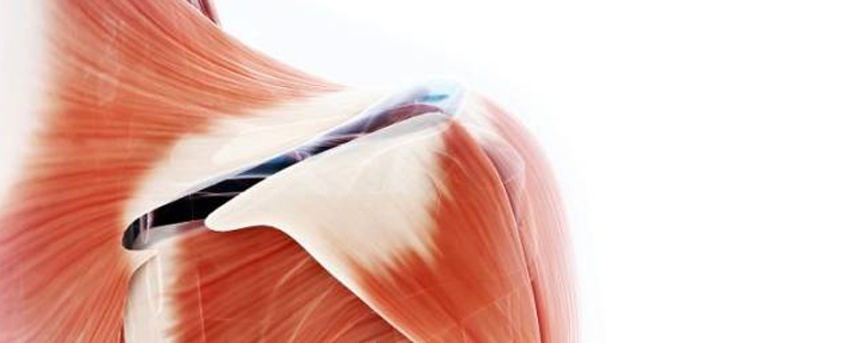 Tratamiento para enfermedades musculares basado en el uso de vehículos liposómicos.