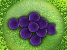 Dispositivo identificación bacterias